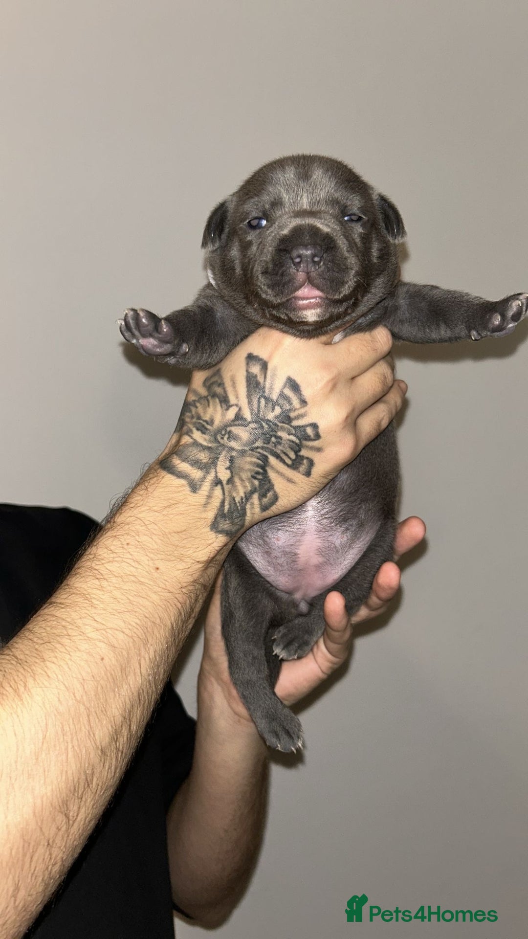 Staffordshire Bull Terrier dogs for sale: Blue staffie puppies   - Advert 14