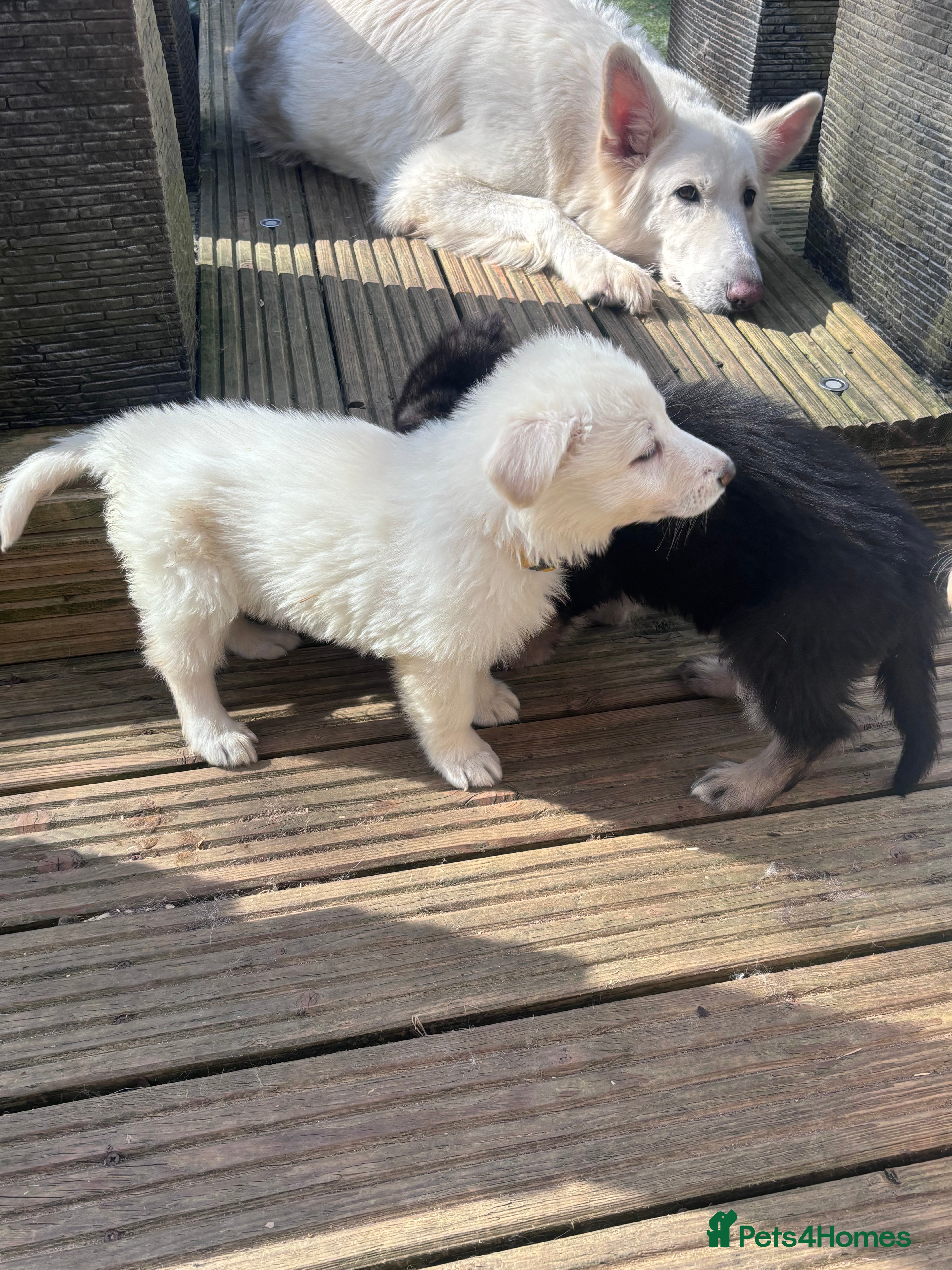 German Shepherd dogs Stunning German shepherd puppies * only 5 left * - Advert 13