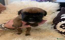 Boxer dogs for sale: KC registered Boxer Puppies - Image 13