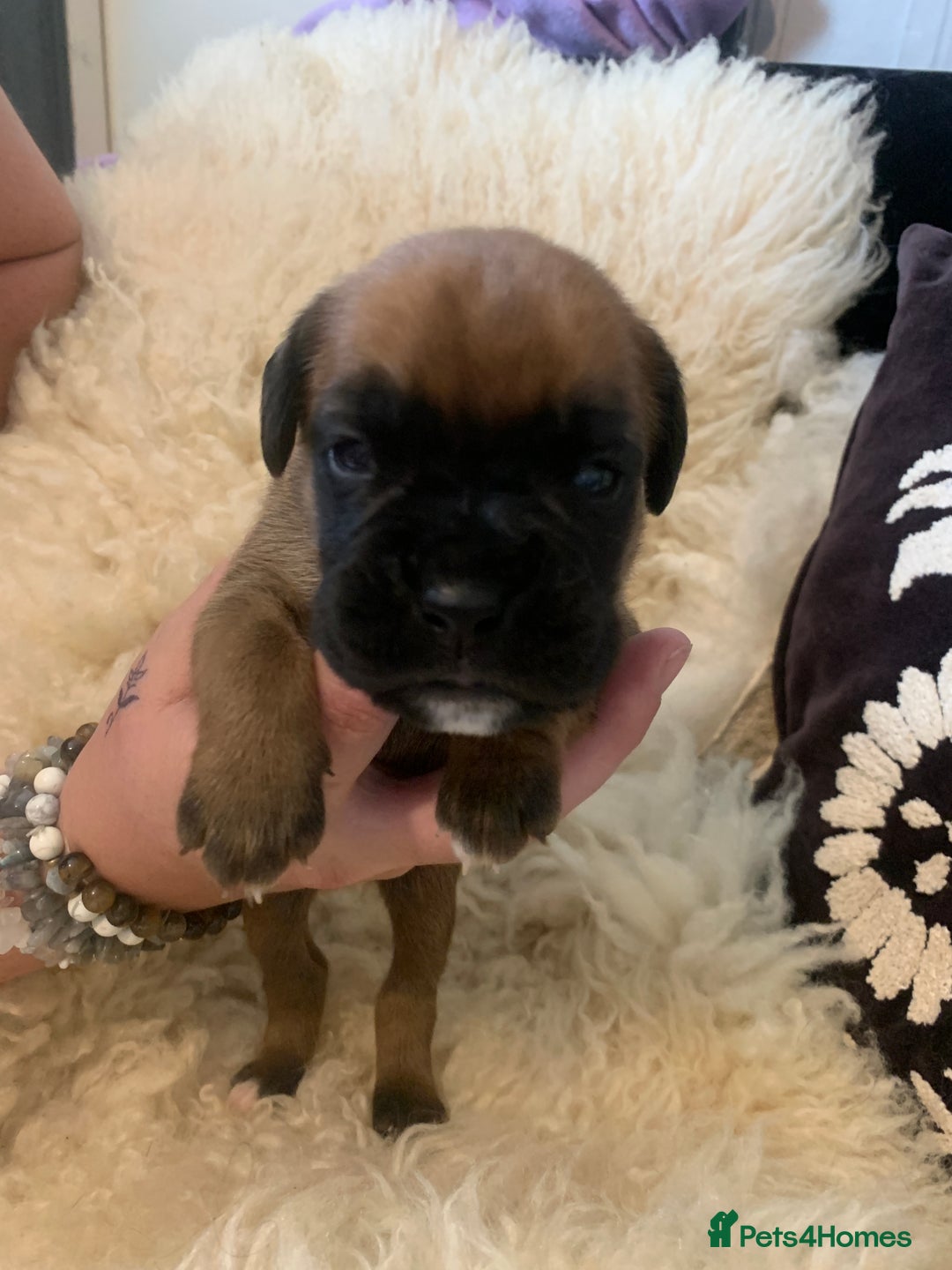 Boxer dogs for sale: KC registered Boxer Puppies - Image 13
