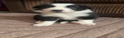 Border Collie dogs for sale: Border collie puppies for sale  - Advert 5
