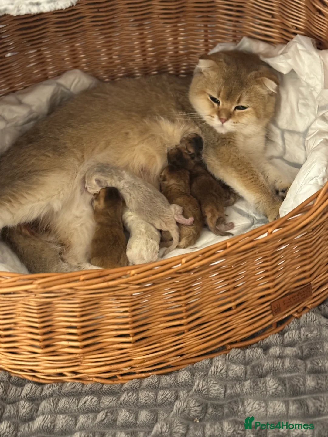 Scottish Fold cats for sale: Scottish Fold and Straight purebreds Kittens - Advert 13