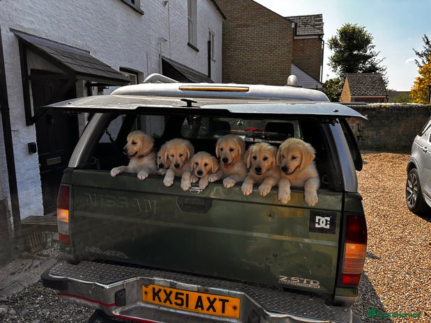 Golden Retriever dogs in Biggleswade - Advert 2