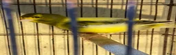 Mixed Breed birds for sale: Mixed birds  in Dudley - Advert 5