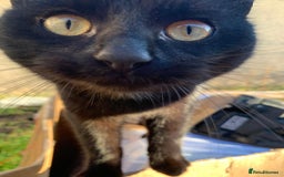 Mixed Breed cats for sale: Adult girl for adoption - Image 1