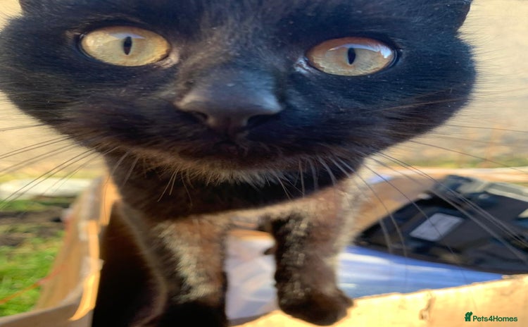 Mixed Breed cats - Advert 7