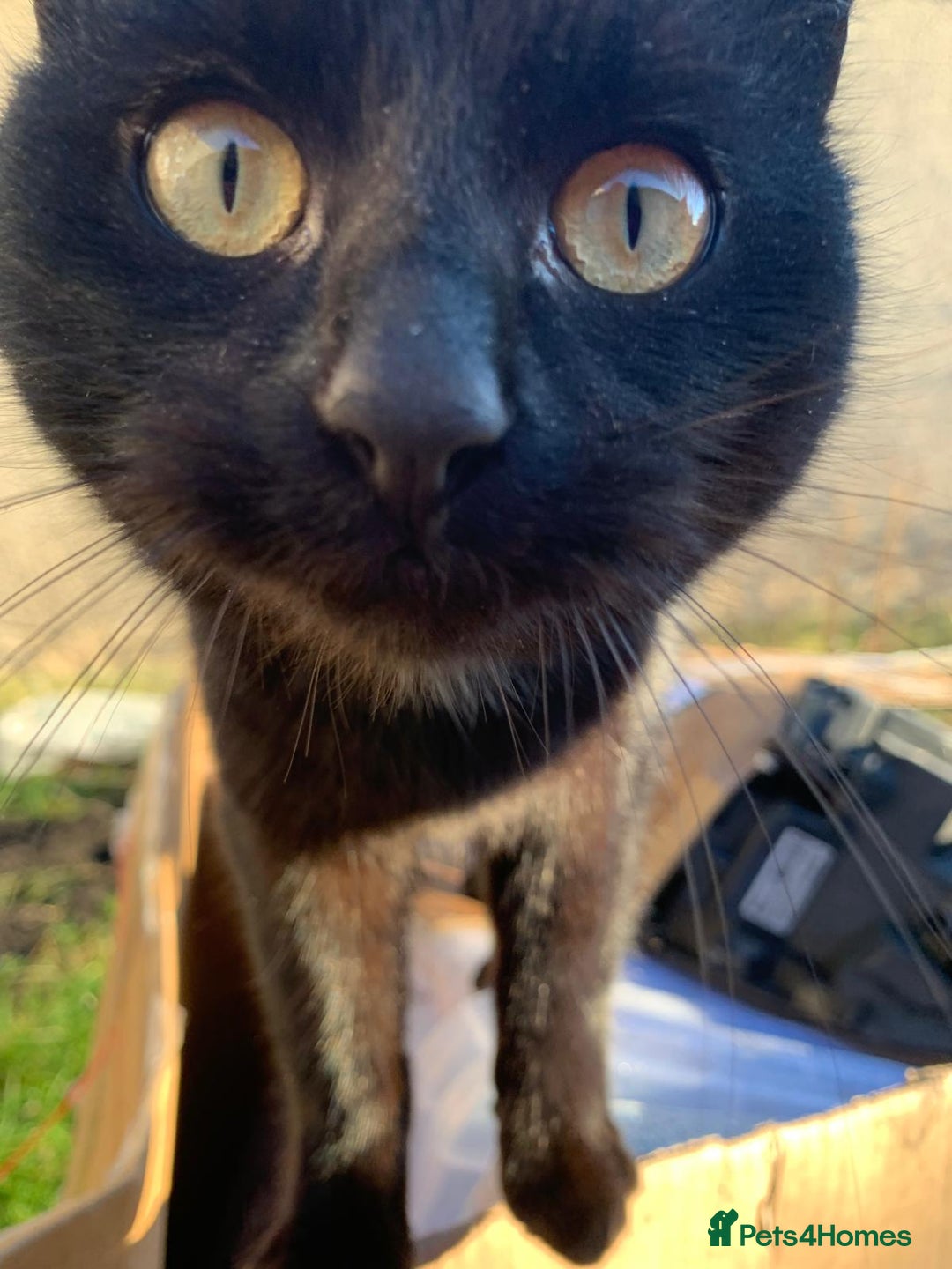 Mixed Breed cats for sale: Adult girl for adoption - Image 1