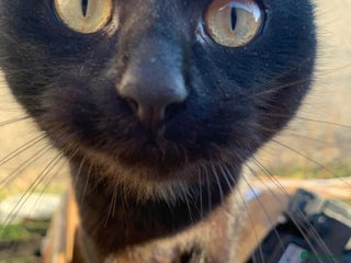 Mixed Breed cats - Advert 5