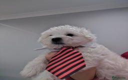 Maltese dogs for sale: Pure Maltese puppies ❤️❤️💙 - Image 10