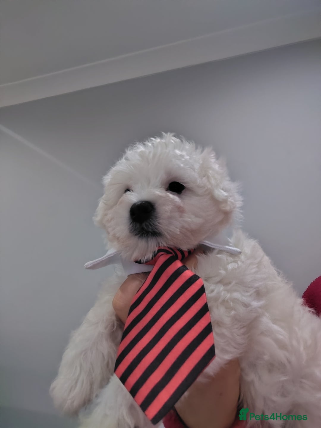Maltese dogs for sale: Pure Maltese puppies ❤️❤️💙 - Image 10