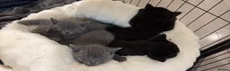 British Shorthair cats for sale: British short hair x domestic grey short hair  - Advert 2
