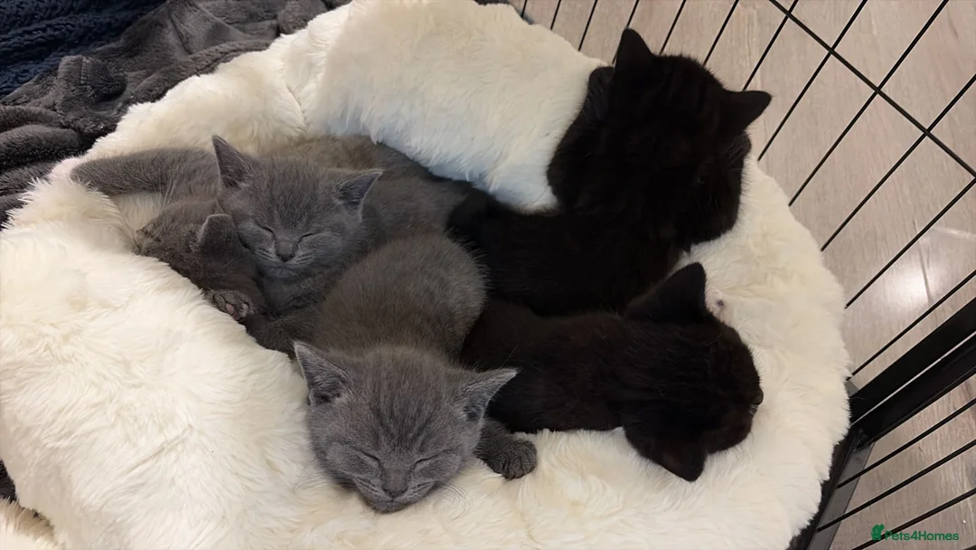 British Shorthair cats for sale: British short hair x domestic grey short hair  - Advert 2