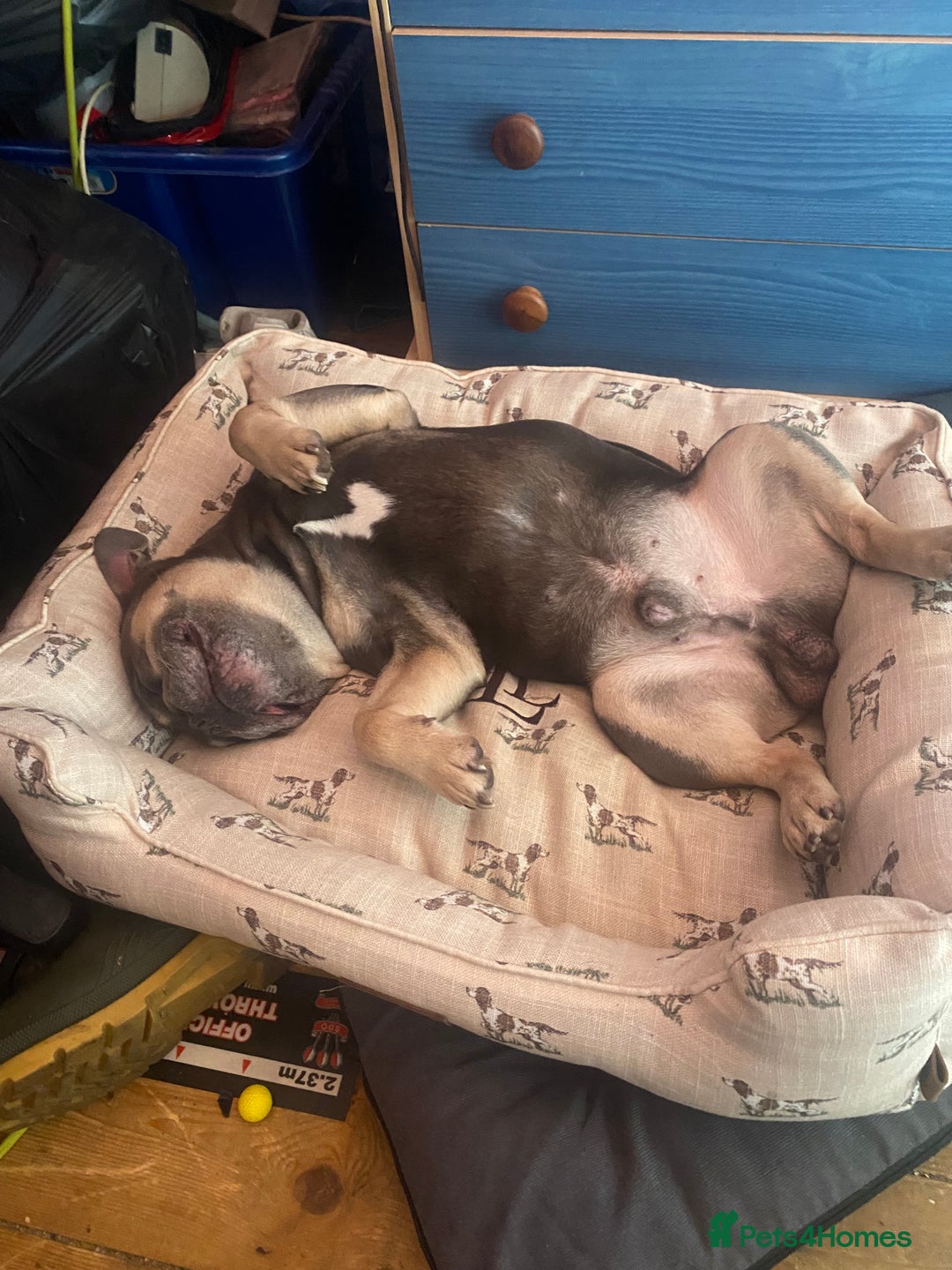 French Bulldog dogs for sale: Hugo French bulldog  free to a good home  - Image 3