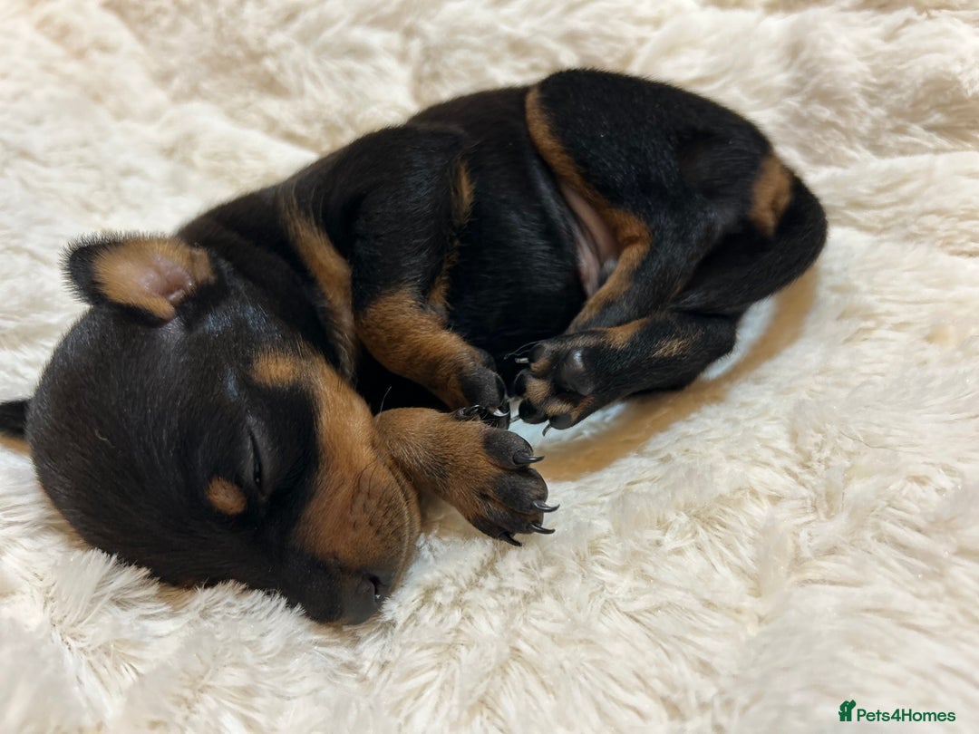 Miniature Pinscher dogs for sale: Gorgeous MinPin Puppies-Ready from 8th Dec! - Advert 4