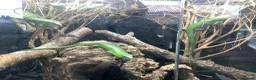 Skink reptiles for sale: Emerald tree skink in Highbridge - Advert 3