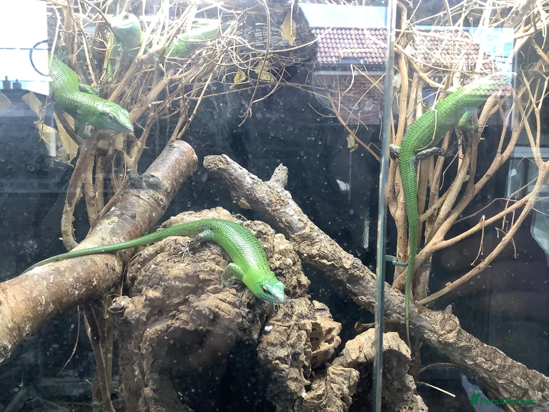 Skink reptiles for sale: Emerald tree skink in Highbridge - Advert 3