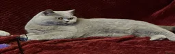 British Shorthair cats for sale: 🏆 Beautiful GCCF BSH Grace Retired Queen (Blue)🐈 - Advert 12
