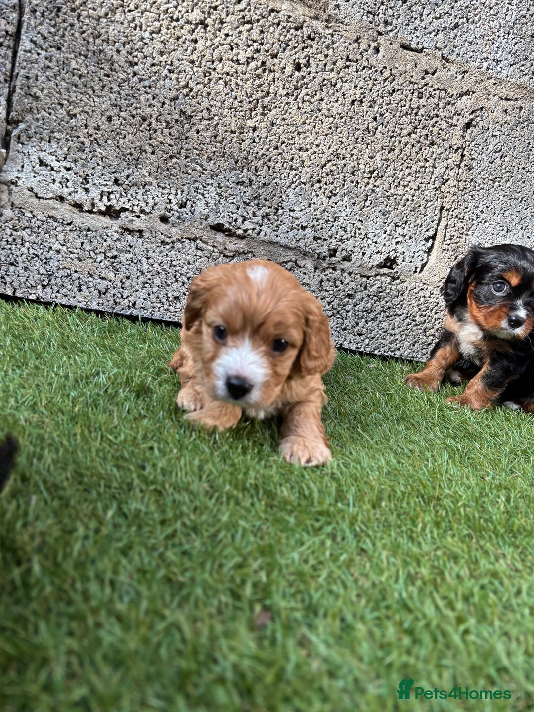 Cavapoo dogs for sale: Gorgeous male cavapoo puppies  - Image 9