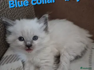 Ragdoll cats Quality Ragdoll Kittens (3 males, 3 females) - Advert 8