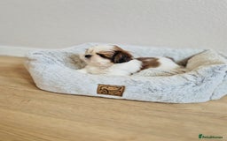 Shih Tzu dogs for sale: Shihtzu  - Image 14
