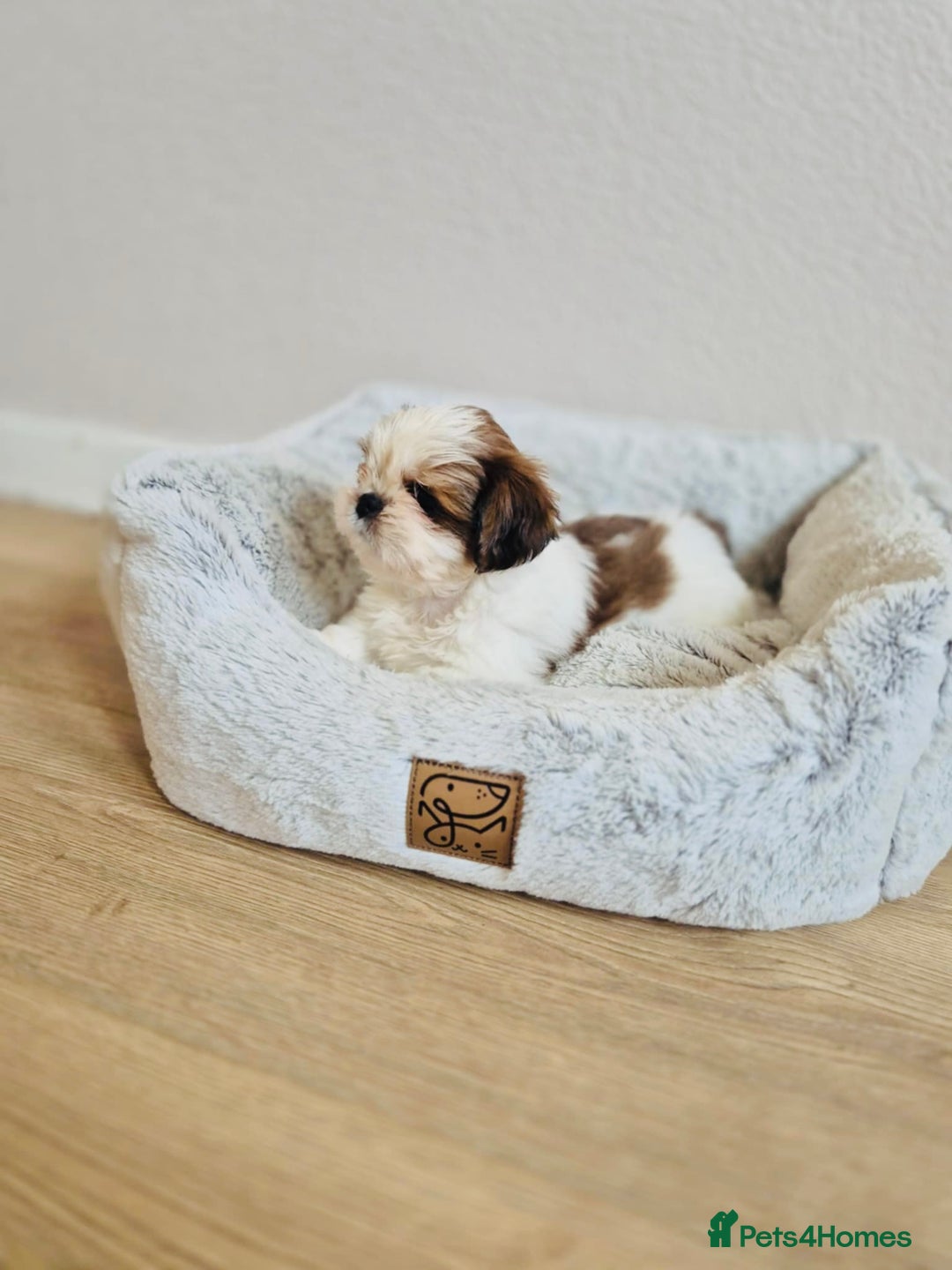 Shih Tzu dogs for sale: Shihtzu  - Image 14