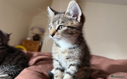 British Shorthair cats for sale: 3 kittens for sale - Image 7