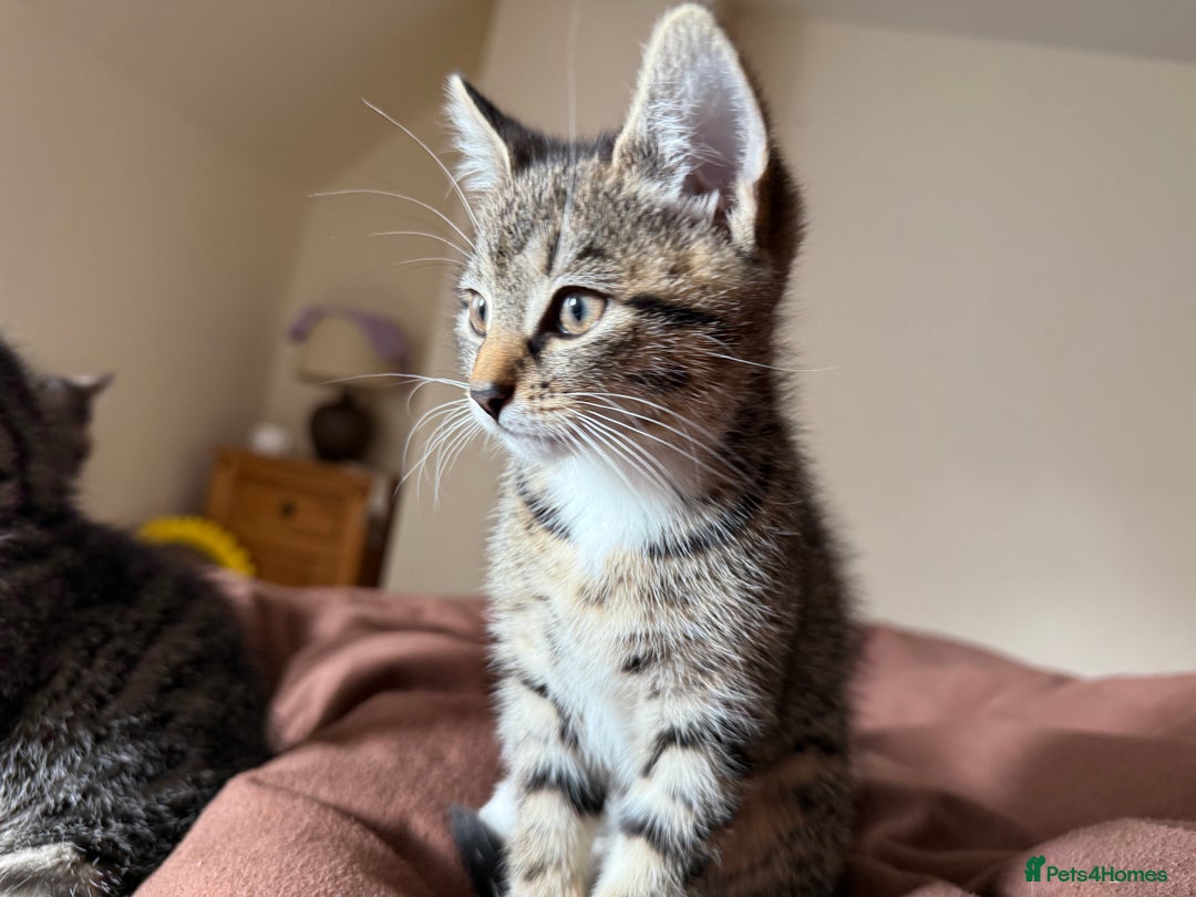 British Shorthair cats for sale: 3 kittens for sale - Image 7