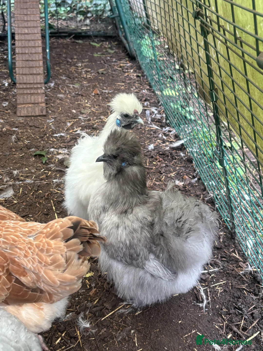 Chickens poultry for sale: Silkies - Advert 3