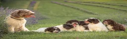 Spanish Water Dog dogs for sale: Spanish Water Dog - Advert 1