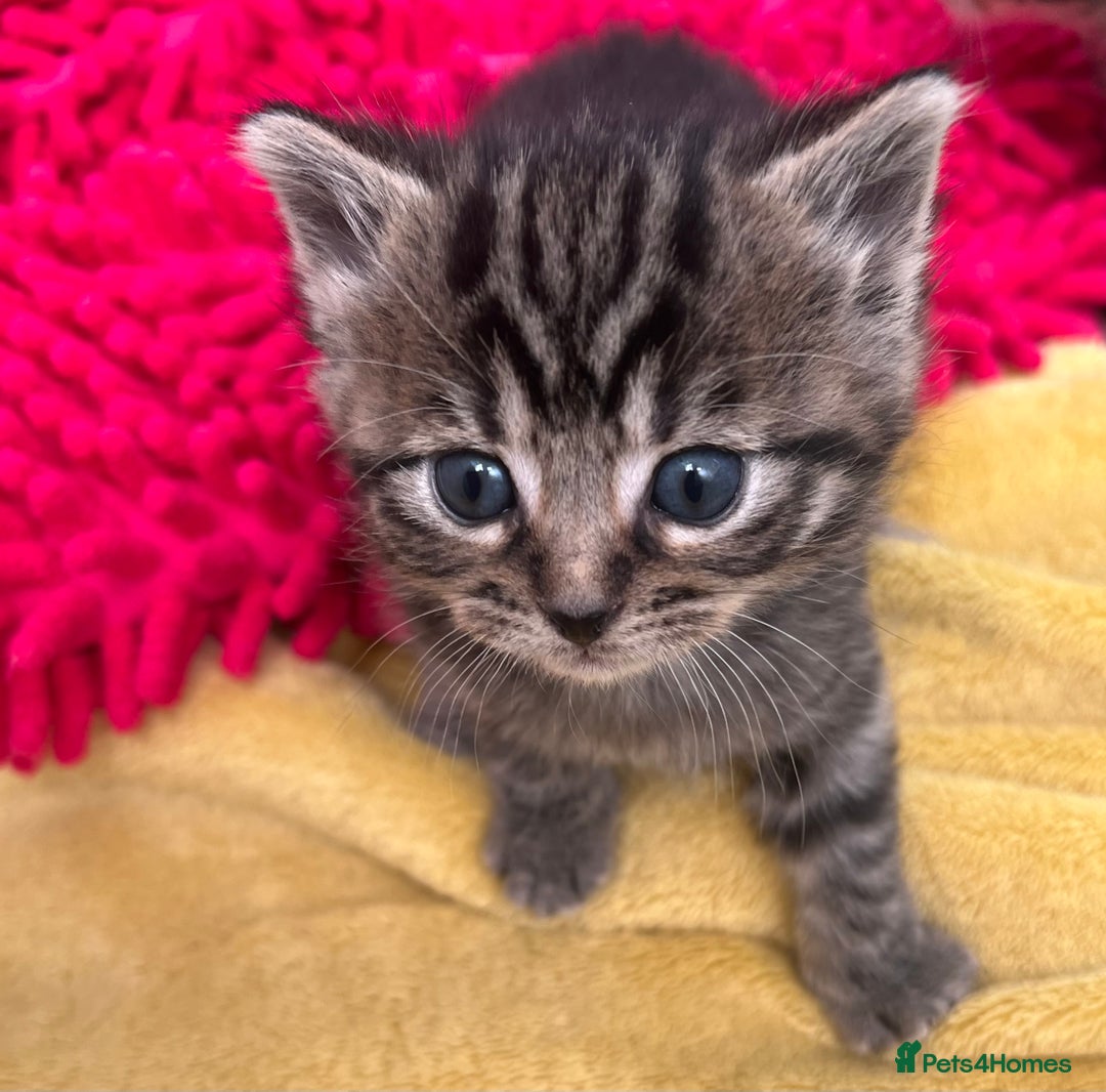 Mixed Breed cats for sale: CLEMENTINE’S CUTIES - (MUM with BENGAL)   - Advert 8