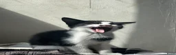 Aegean cats for sale: Greek Aegan Kittens , 6 boys and 1 beautiful girl  - Advert 3
