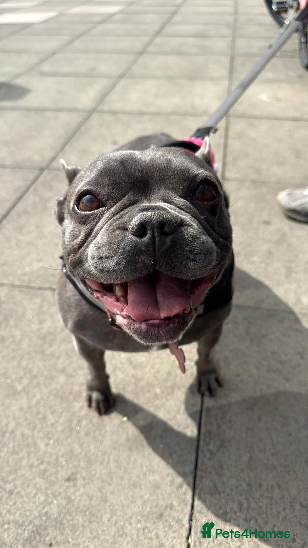 French Bulldog dogs for sale: Beautiful french bulldog  - Advert 2
