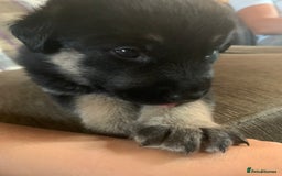 Mixed Breed dogs for sale: Labrador x German Shepard puppies - Image 10