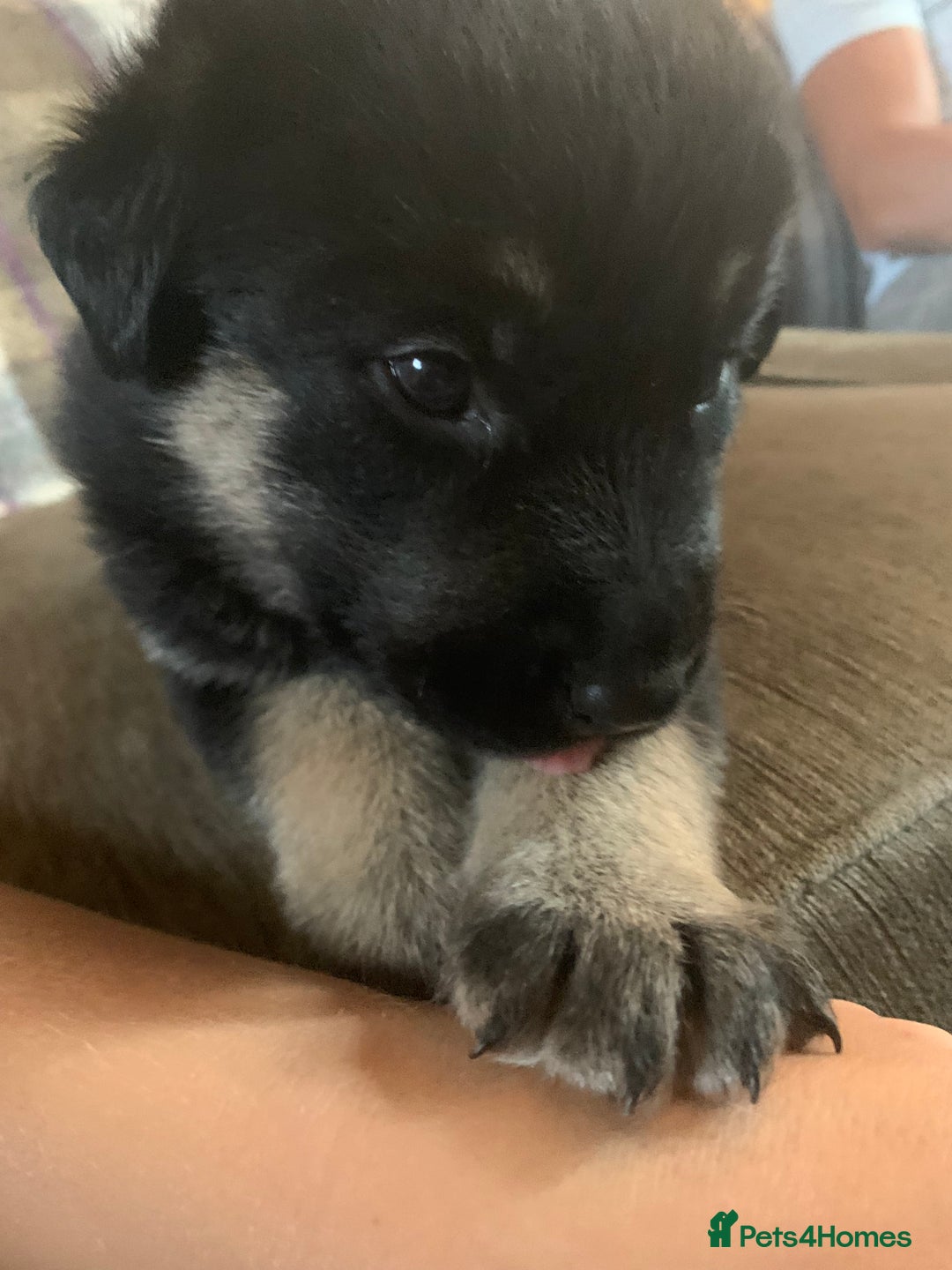 Mixed Breed dogs for sale: Labrador x German Shepard puppies - Image 10