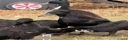 Ducks poultry for sale: Indian Runner Ducks for sale in Northampton - Advert 1
