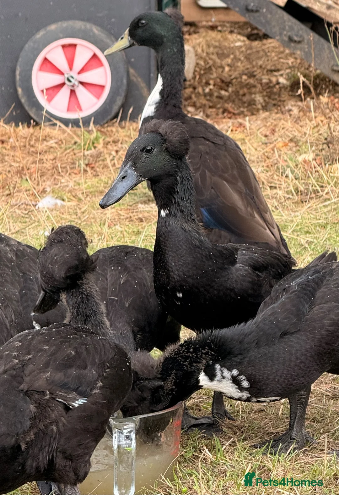 Ducks poultry for sale: Indian Runner Ducks for sale in Northampton - Advert 1