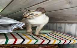 Siamese cats for sale: Siamese Oriental kittens superb pedigree GCCF  - Image 3