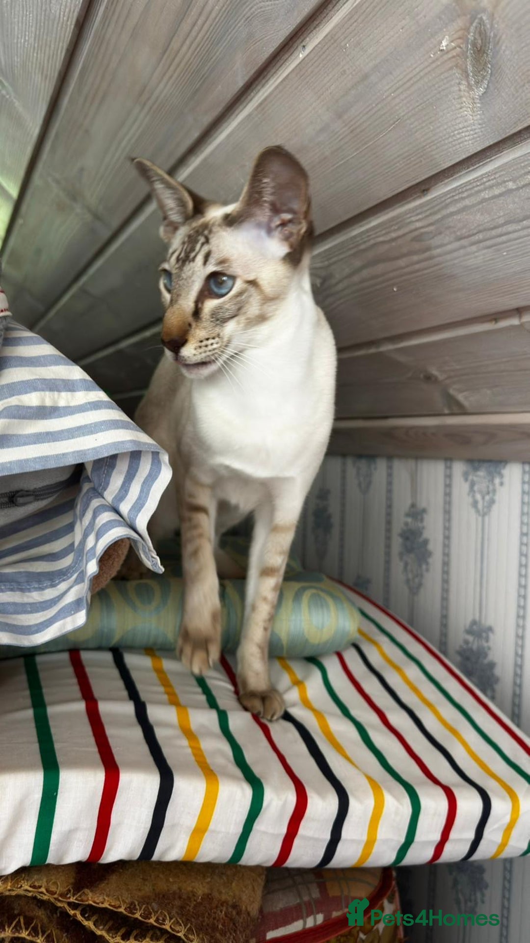 Siamese cats for sale: Siamese Oriental kittens superb pedigree GCCF  - Image 3