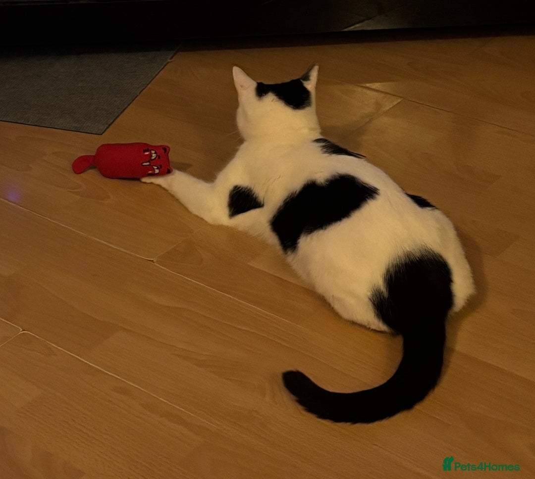 Turkish Van cats for sale: Alex - female black & white Turkish Van - Advert 5