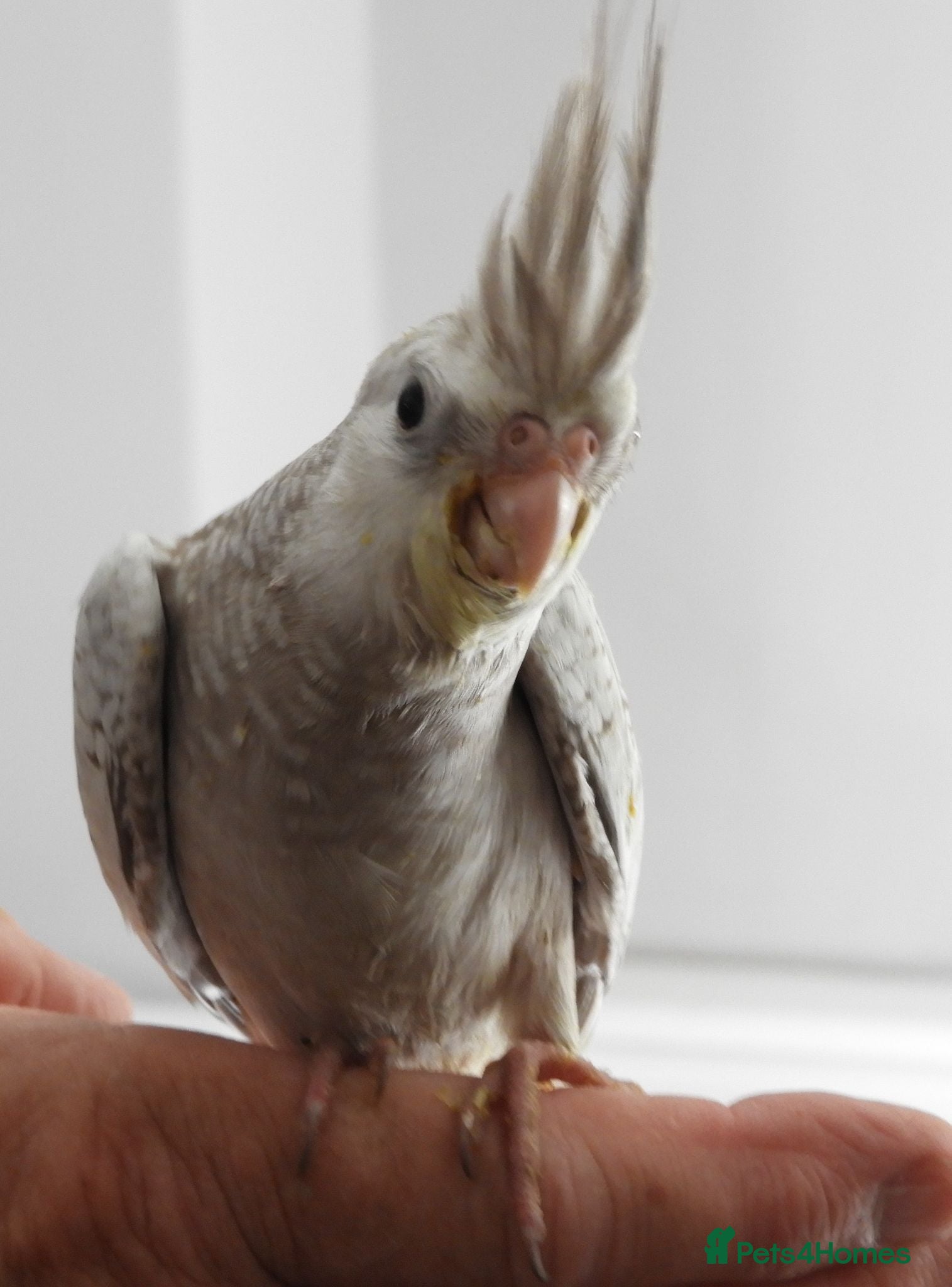 Cockatiels birds Hand Reared Cockatiels - Advert 2