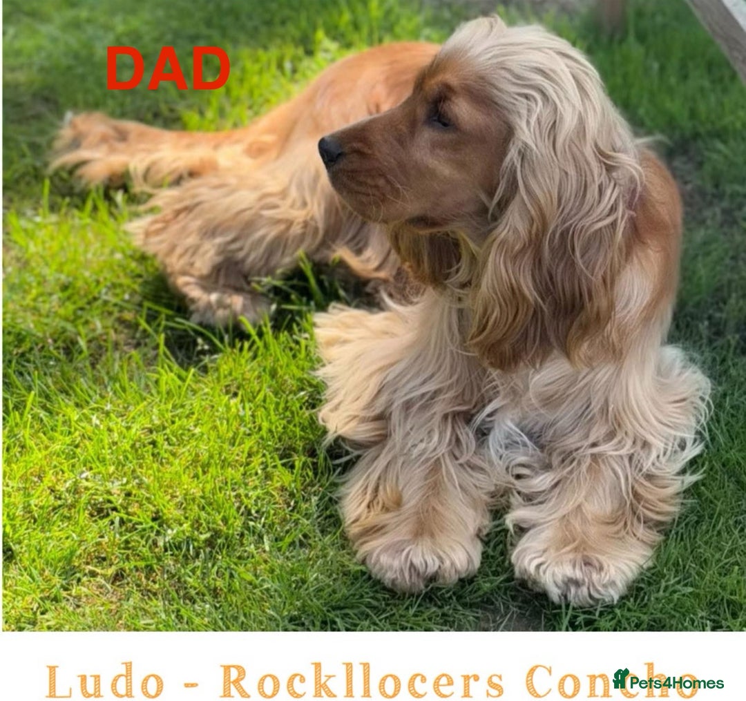 Cocker Spaniel dogs for sale: SHOW Cockers Spaniels due  - Advert 6