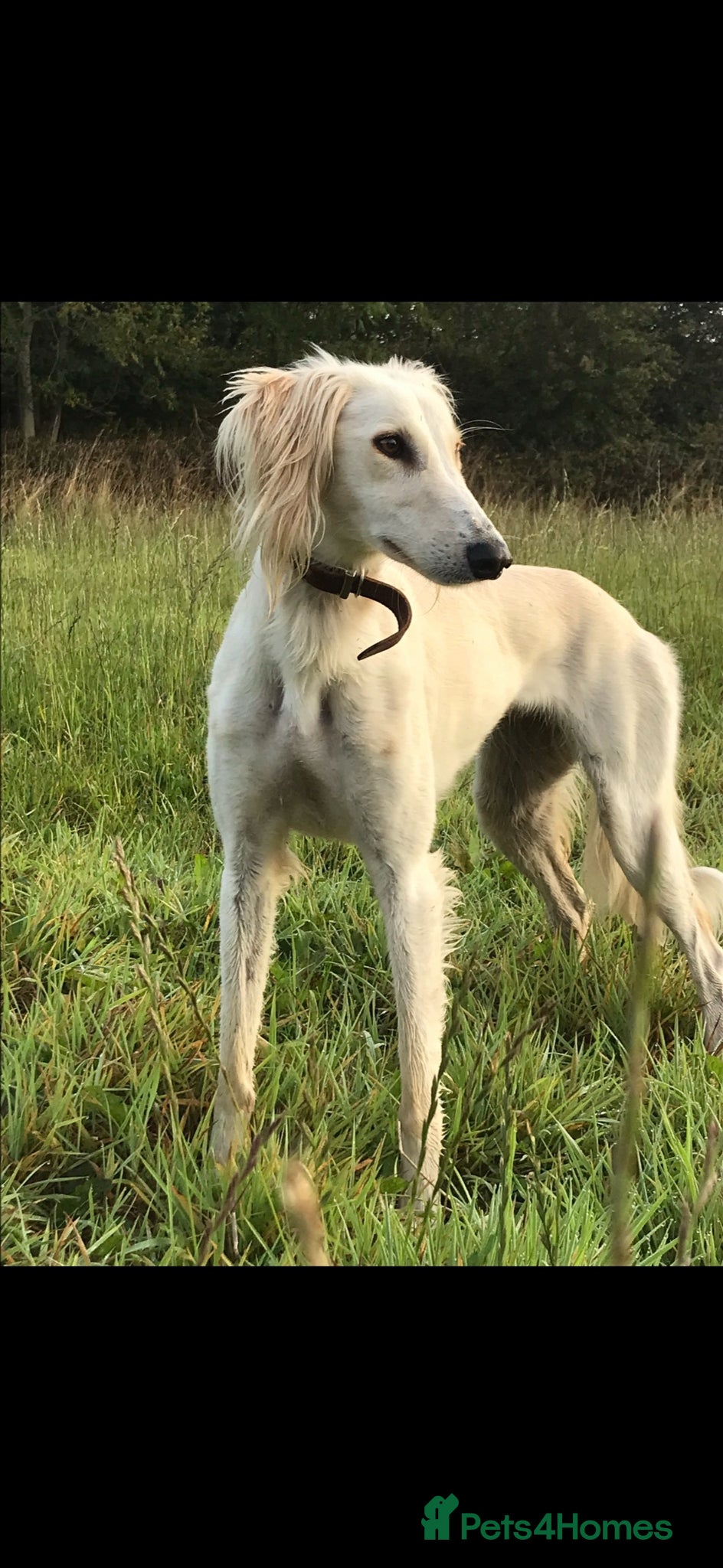 Mixed Breed dogs for sale: Whippet x Saluki Lurcher Pups For Sale - Advert 1