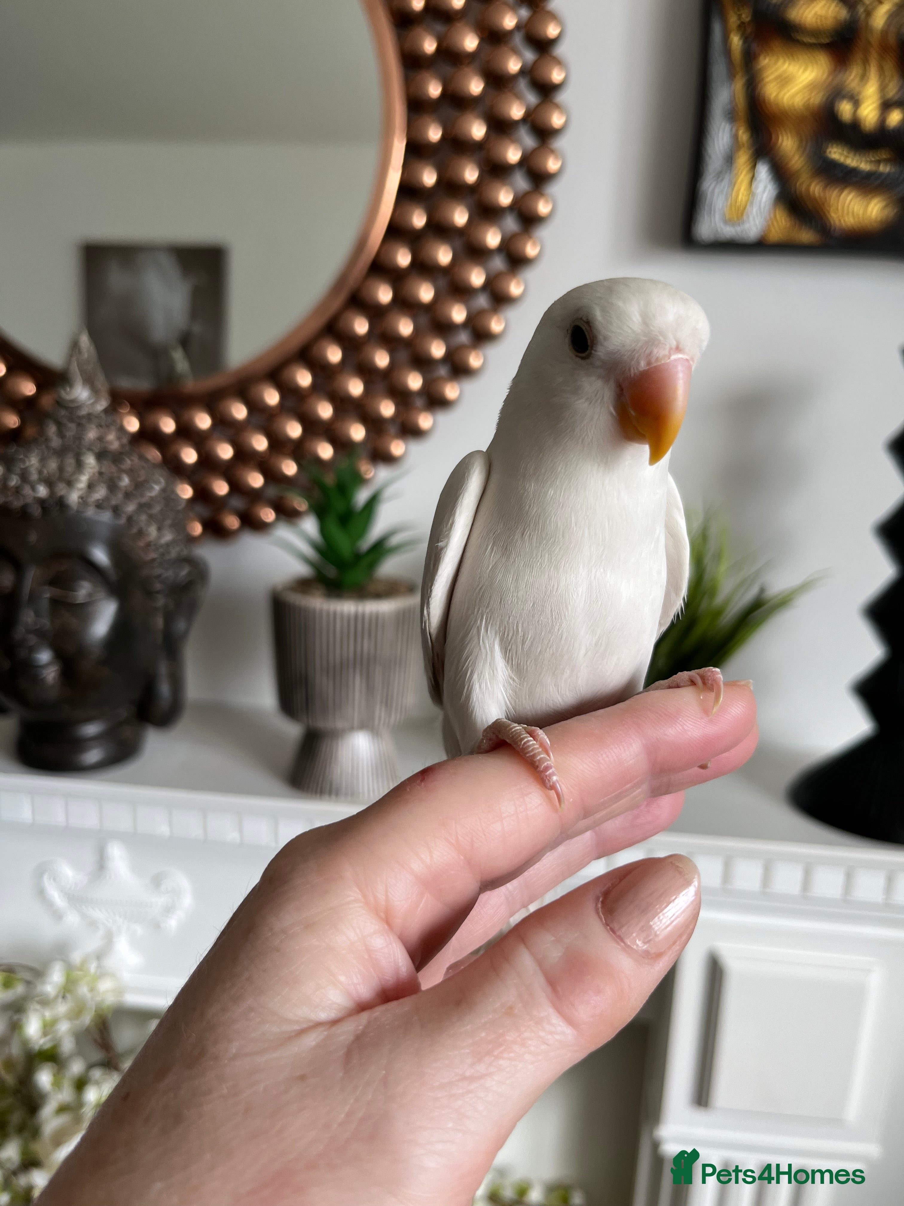 Lovebirds birds Hand reared love bird  - Advert 2