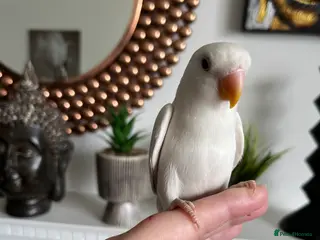 Lovebirds birds Hand reared love bird - Advert 2