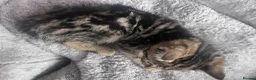 Mixed Breed cats for sale: 🐾 Stunning 8 week old kittens 🐾 - Advert 19