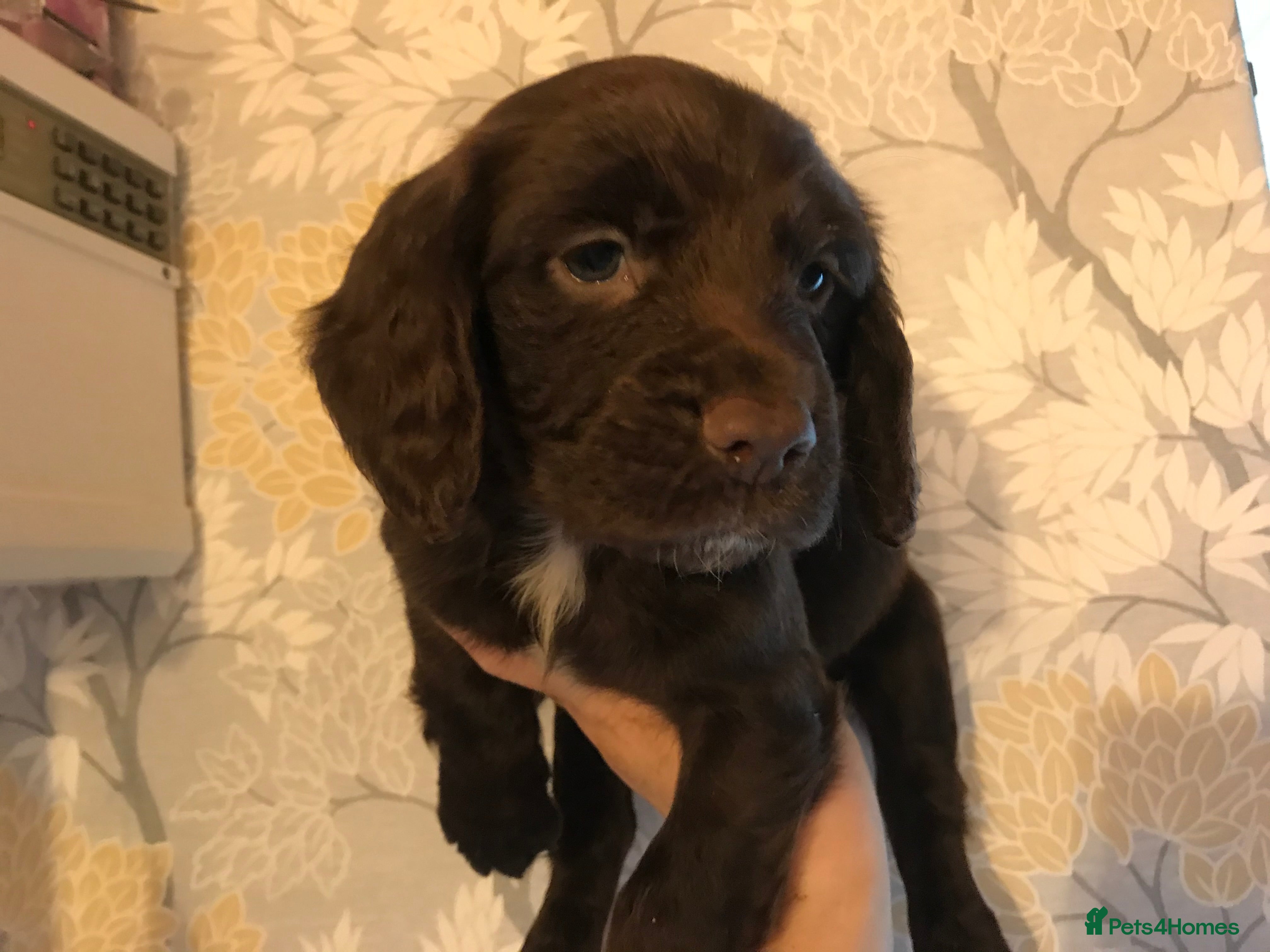English Springer Spaniel dogs English springer spaniel puppies sold - Advert 2
