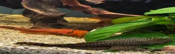 Angelfish fish for sale: Full set up fish tank fluval visi 202 l  in Worksop - Advert 17