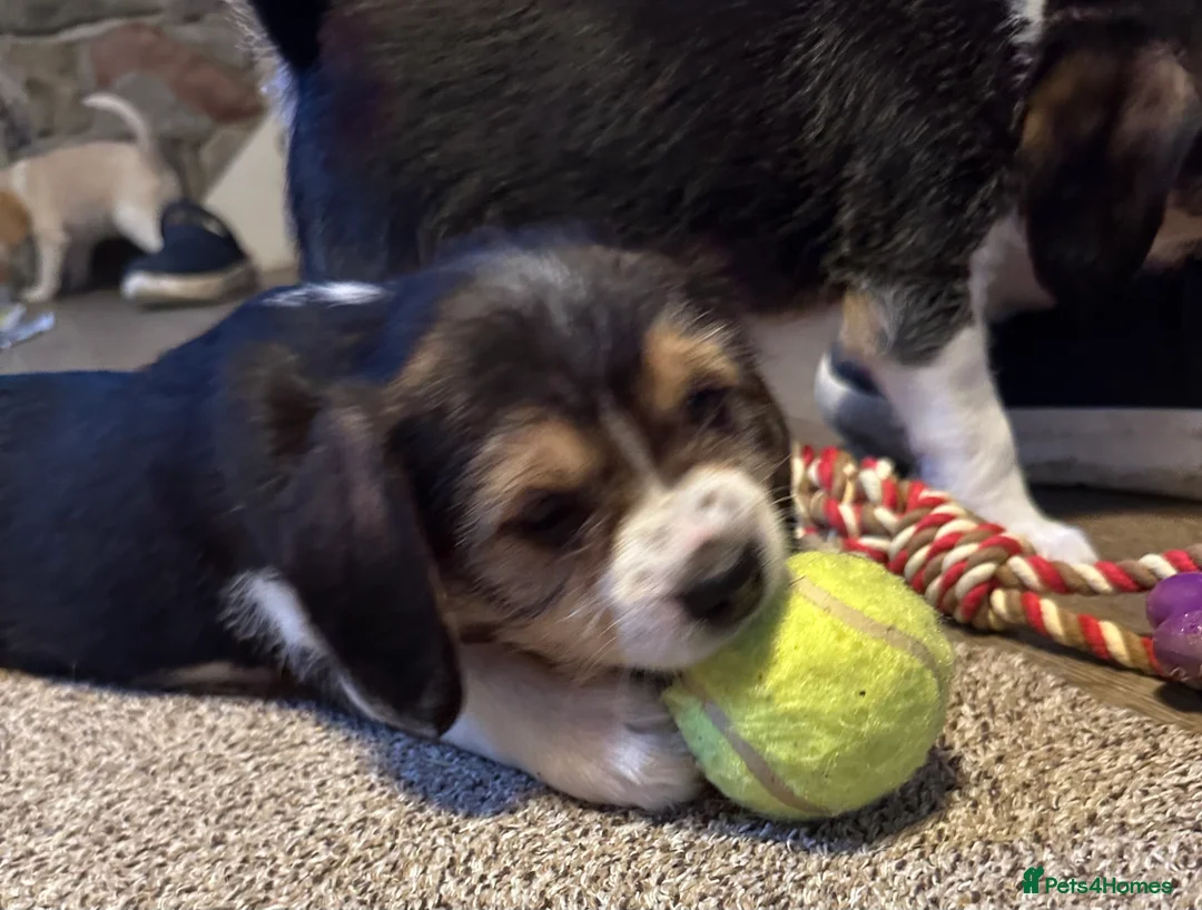 Mixed Breed dogs for sale: 🐾 Absolutely adorable Beagle x Cavapoo 🐾  - Advert 8