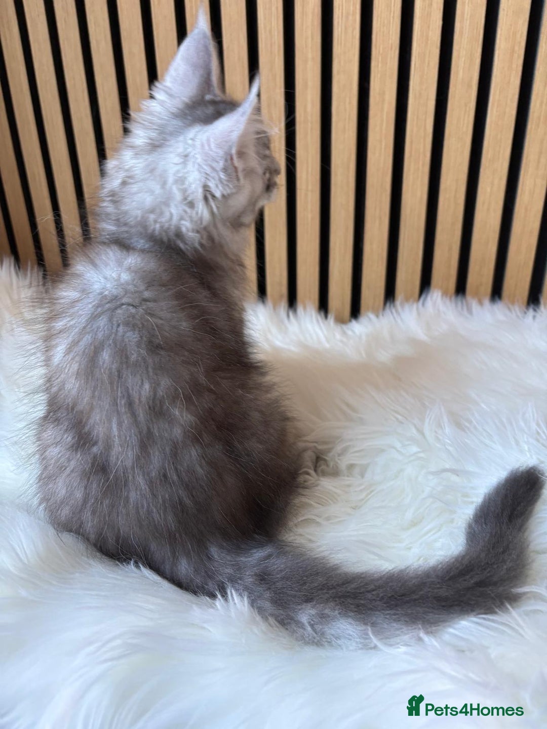 Maine Coon cats for sale: XL Maine Coon Kittens for Sale – TICA Reg - Advert 15