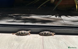 Hermann Tortoise reptiles for sale: Two Dwarf Hermann Tortoises & full set-up - Image 13